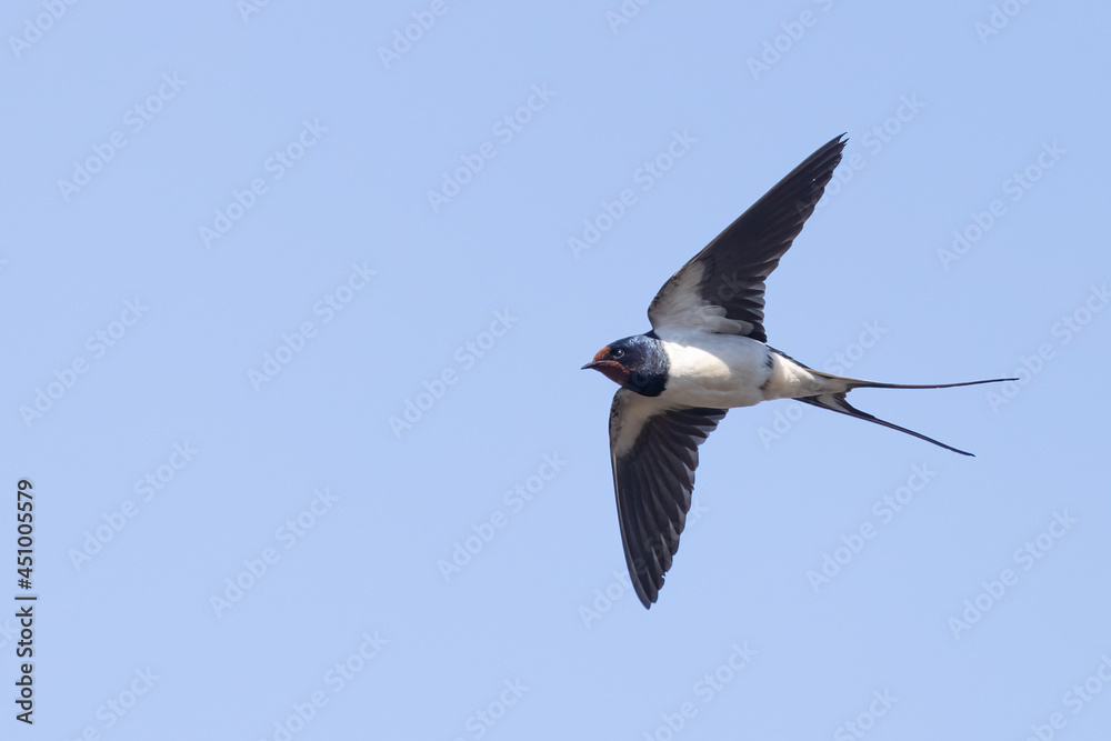 barn swallow barn swallow