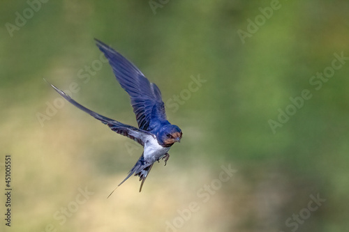 barn swallow