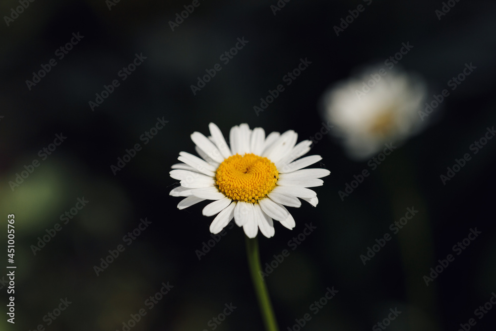 Close-up of daisy flowers in the gentle rays of the warm sun in the garden. Summer, spring concepts. Beautiful nature background. Macro view of abstract nature texture. Template for design. Soft focus