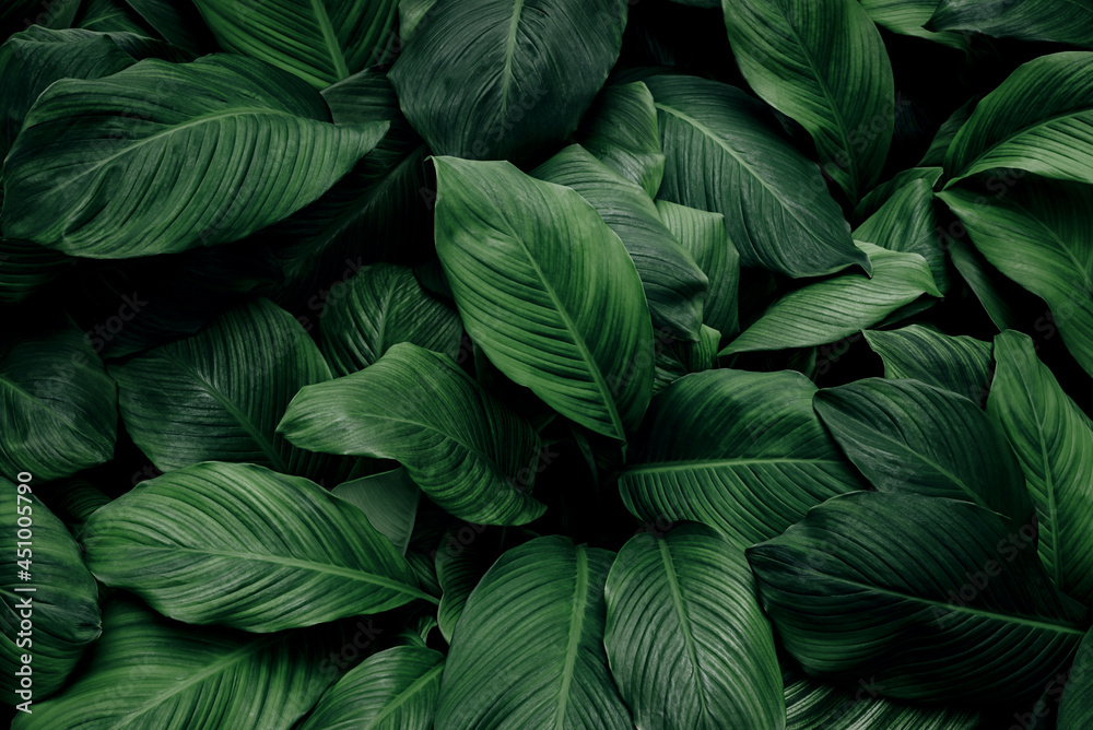 Fototapeta premium abstract green leaf texture, nature background, tropical leaf 