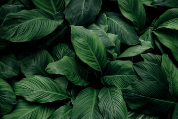 abstract green leaf texture, nature background, tropical leaf
