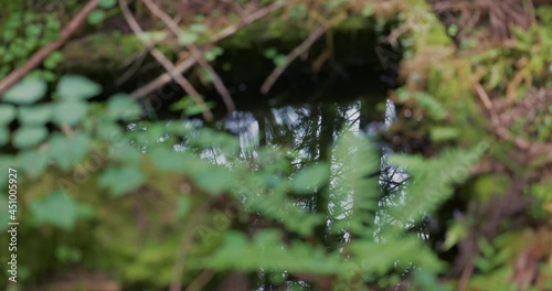 Forest green and reflection （森の緑と水面の反射）