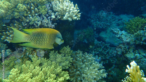 Slingjaw wrasse or sling-jaw wrasse (Epibulus insidiator) undersea, Red Sea, Egypt, Sharm El Sheikh, Nabq Bay
  photo