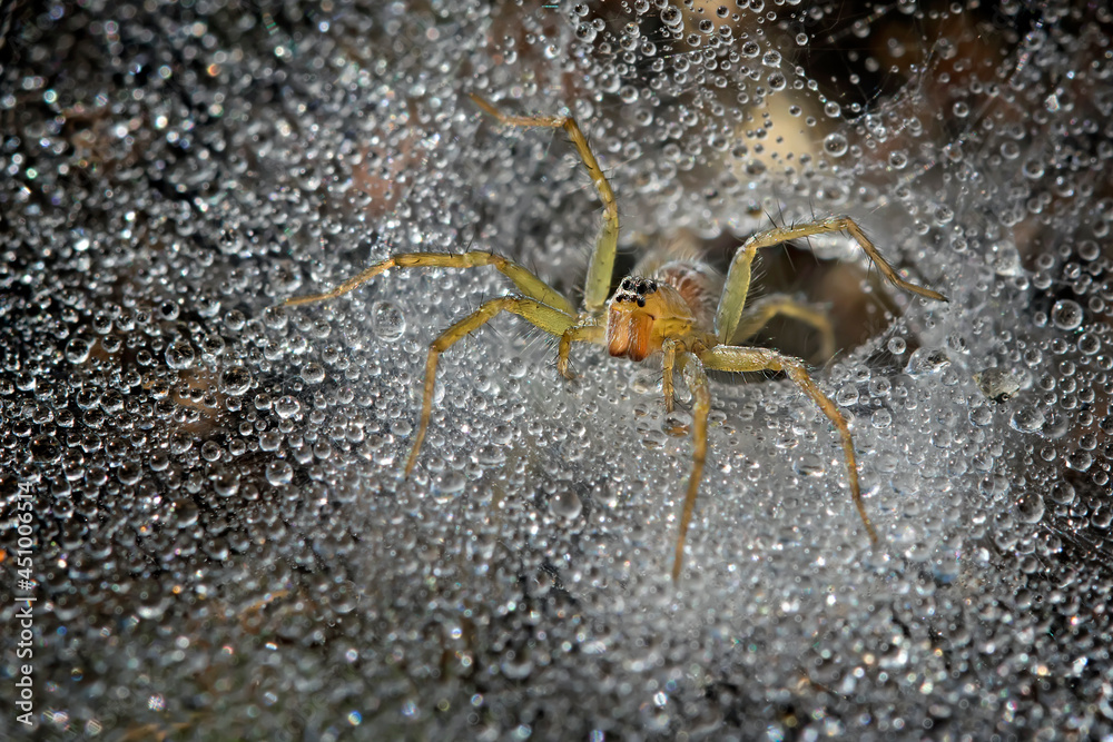 Amazing grass spider isolated on its full of dew spiderweb Amazing grass spider isolated on its full of dew spiderweb