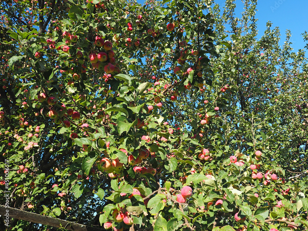 Apples on the branches of an apple tree. Яблочный Спас, holiday. Summer. Village garden. Russia, Perm Territory, Elovo
