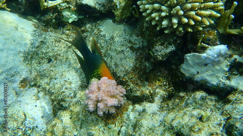 Slingjaw wrasse or sling-jaw wrasse (Epibulus insidiator) undersea, Red Sea, Egypt, Sinai, Ras Mohammad national park photo