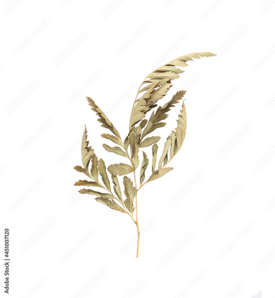 withering  Branches of  leaves isolated on white background.