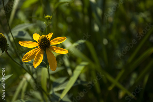 Green background with single yellow echinacea flower.