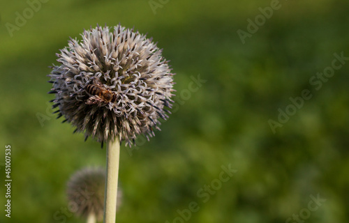 Selective focus of a bee on a Mordovnik ball-head flower in the field photo