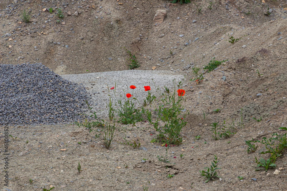 Red poppy growing on pile of rubble and gravel on a construction site Red poppy growing on pile of rubble and gravel on a construction site