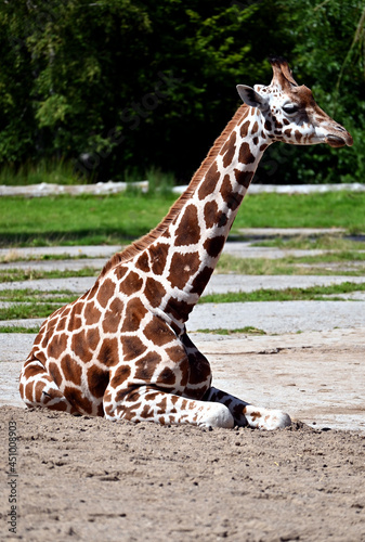 An African Giraffe