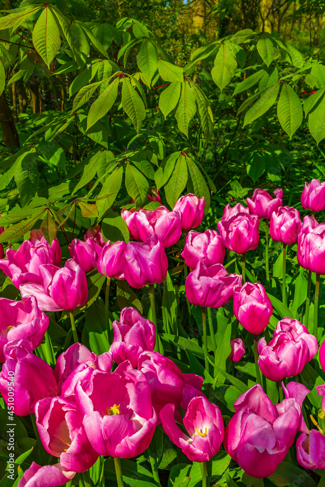 Pink purple tulips daffodils in Keukenhof park Lisse Holland Netherlands. Pink purple tulips daffodils in Keukenhof park Lisse Holland Netherlands.