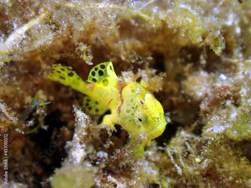 Baby Frogfish 