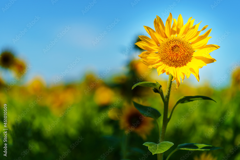 Fototapeta premium Sonnenblume