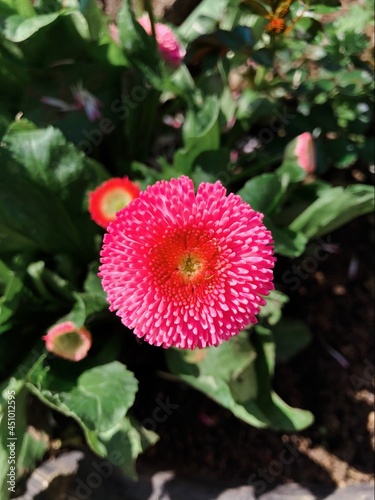 Pink Flower