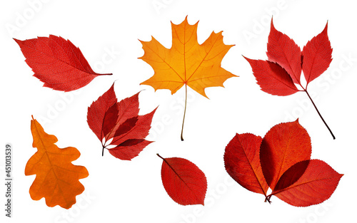 Collection of bright autumn transparent leaves isolated
