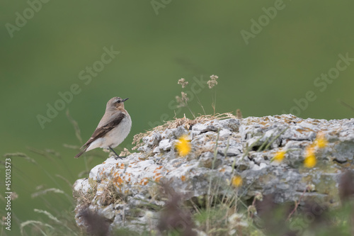 The northern wheatear female on the rock (Oenanthe oenanthe)