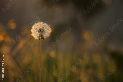 un fiore di dente di leone al tramonto