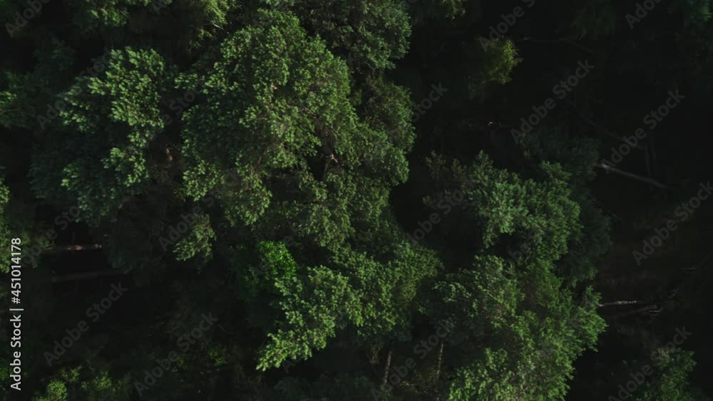 Aerial view of a beautiful green forest. Spruce and deciduous trees form a dense forest belt. Aerial view of a beautiful green forest. Spruce and deciduous trees form a dense forest belt.