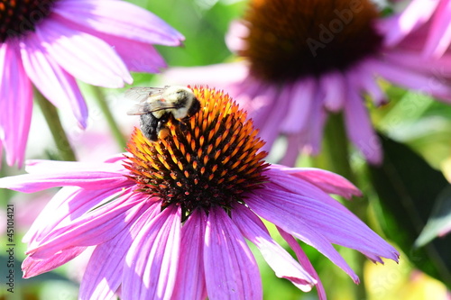 bee on a flower