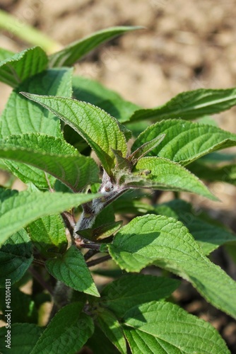 Wallpaper Mural leaves of a raspberry plant growing in the sunny meadow  Torontodigital.ca