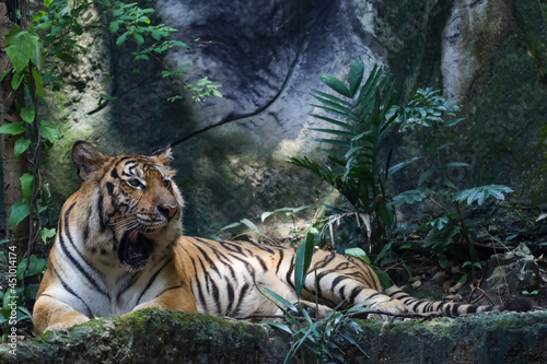 Close up bengal tiger is beautiful animal and dangerous in forest