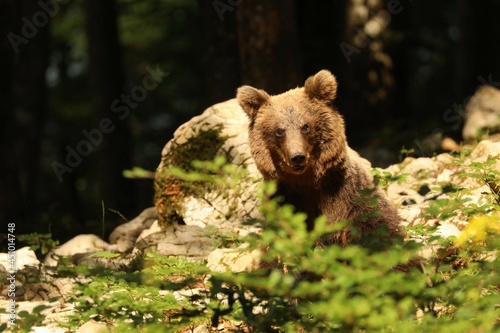 Bär17