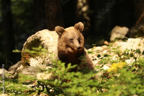 Bär 18