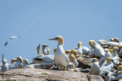 A flock of gannet birds at Saltee islands in Wexford Ireland.