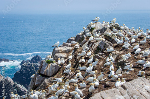 A flock of gannet birds at Saltee islands in Wexford Ireland. 