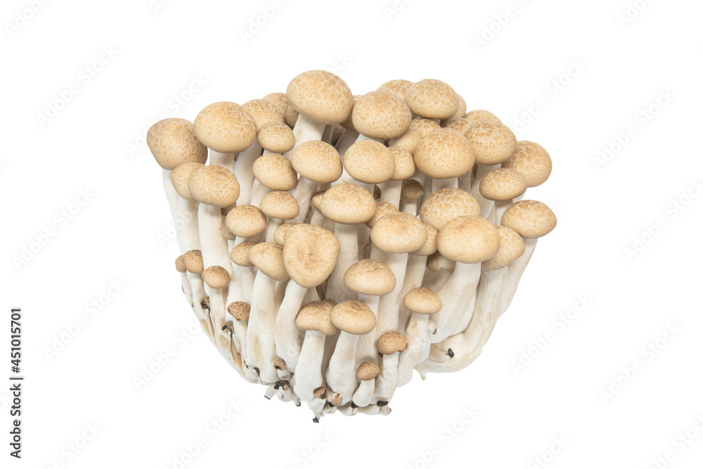 Hon-shimeji or buna shimeji mushroom isolated white background