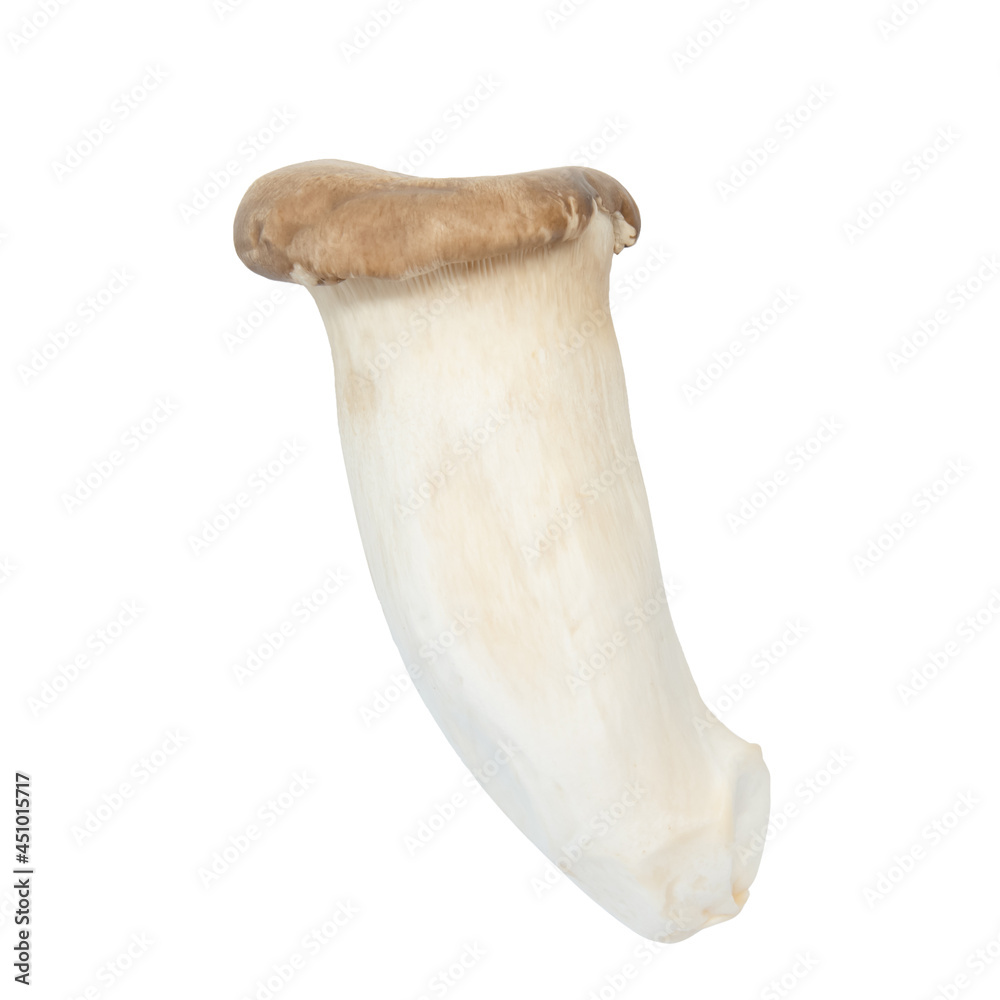 Fototapeta premium Pleurotus eryngii or King Oyster Mushroom isolated white background.