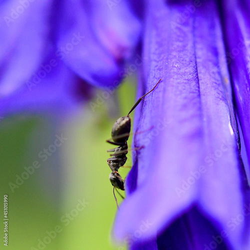 ANT ON A FLOWER