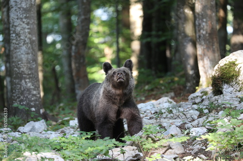 Bär 35
