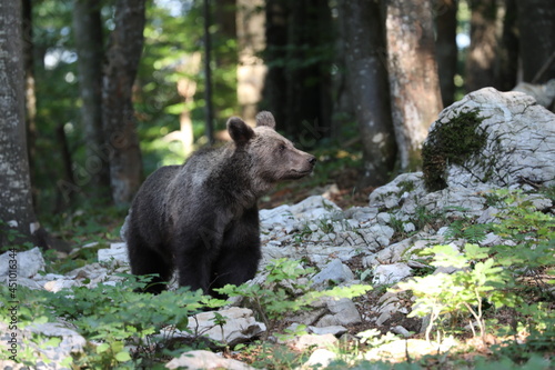 Bär 36