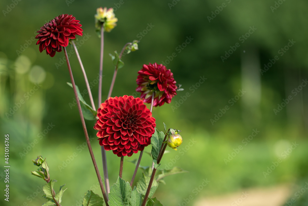 Dark red colored dahlia blossoms (Dahlia). Copy space. Dark red colored dahlia blossoms (Dahlia). Copy space.