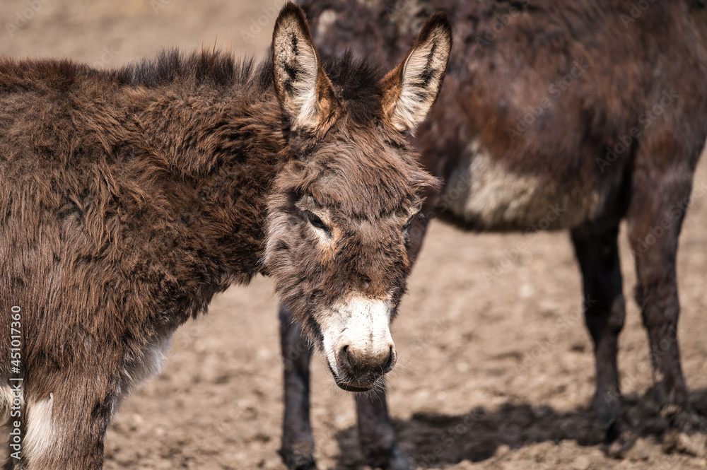 cute stubborn brown shaggy donkey walks in the zoo corral. two donkeys in a village on a farm