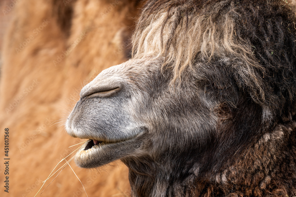 profile of funny chewing camel with fluffy bangs. furry camel eating hay at the zoo