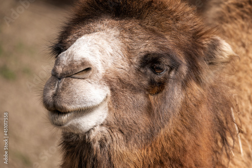 portrait of muzzle of brown soft camel with hay at the zoo. funny ruminant with fluffy skin