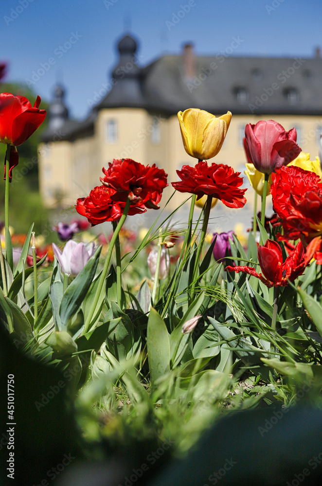 Tulpenpracht vor Schloss Dyck