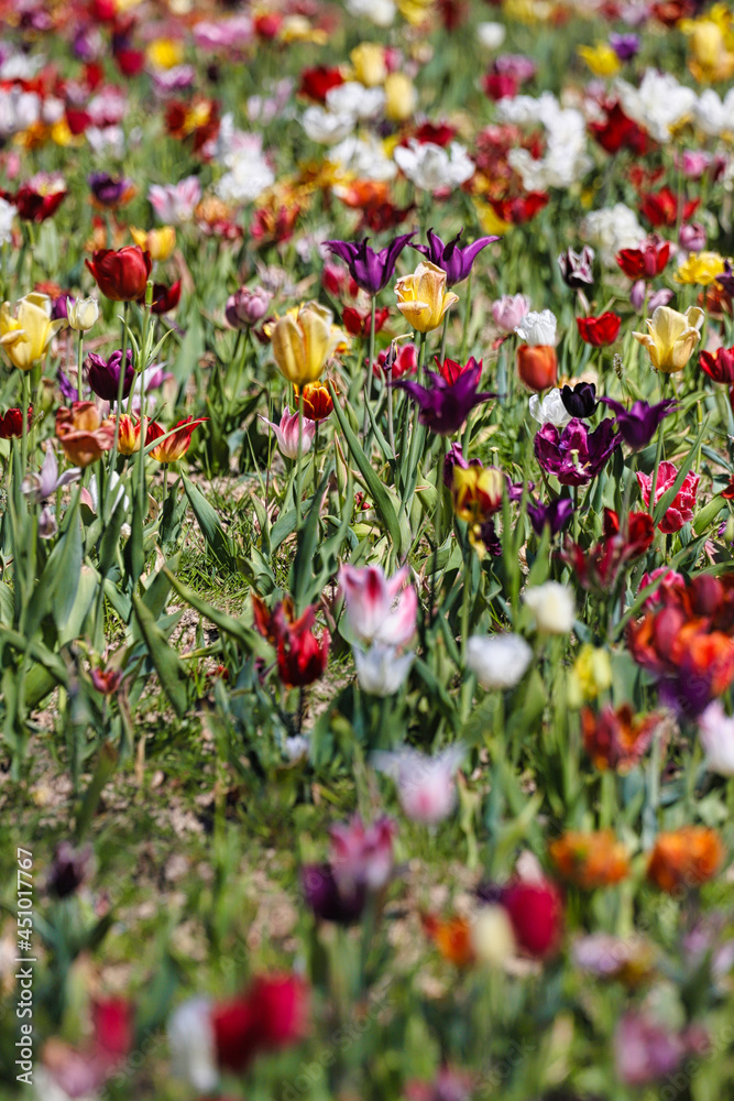 Bunte Tulpen im Schlosspark