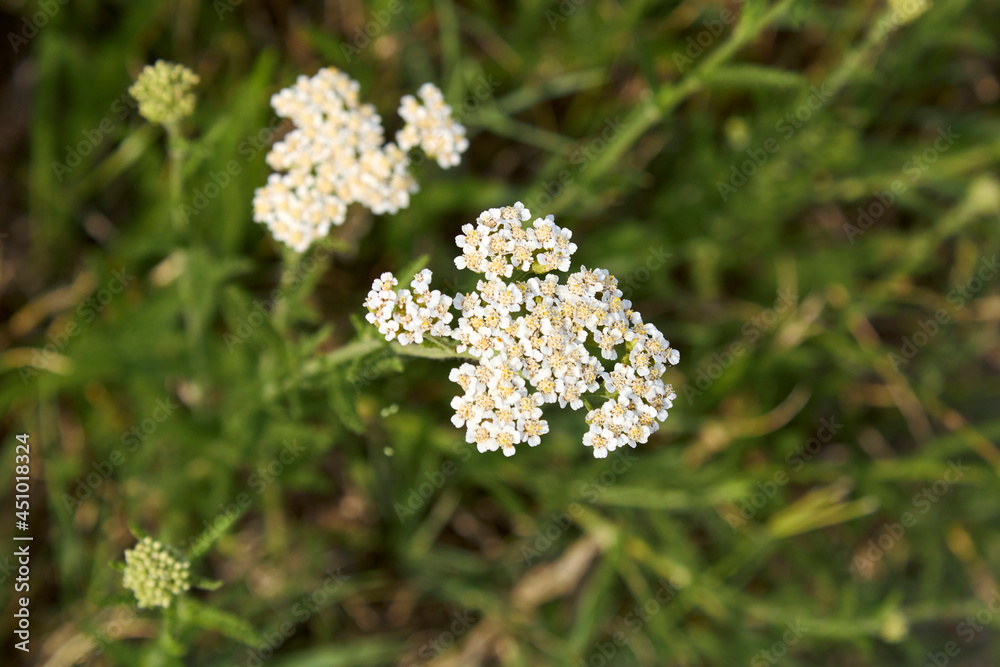 Achillea millefolium in bloom Achillea millefolium in bloom