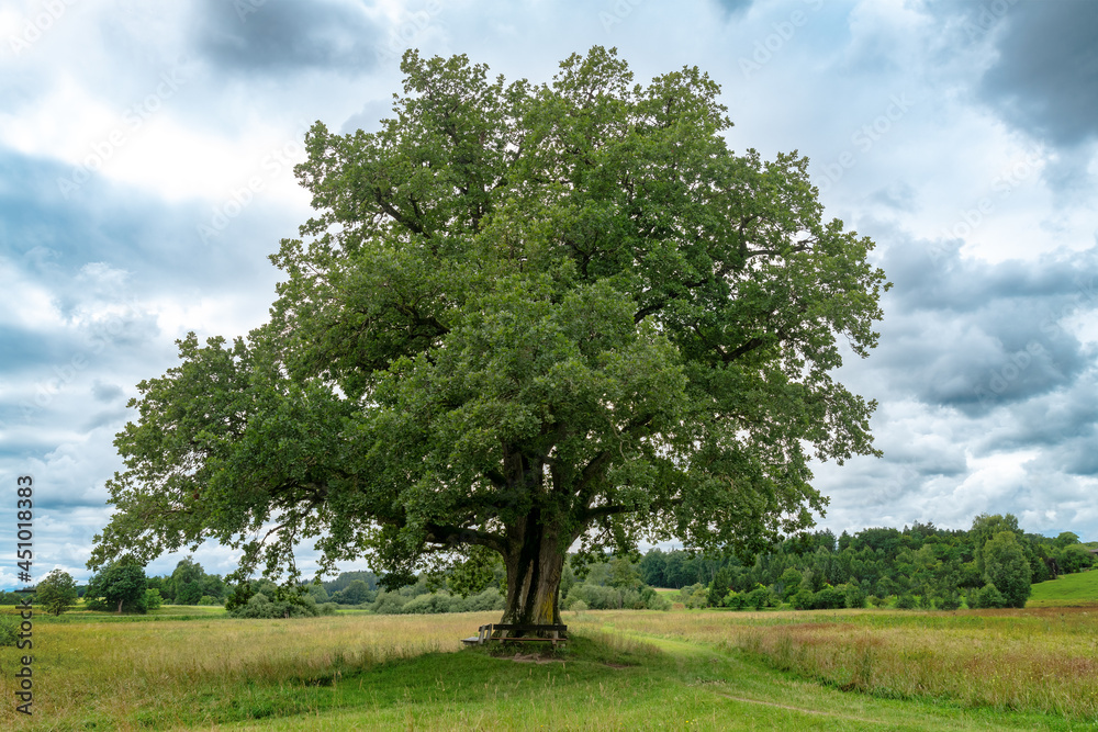 A single oak tree Mozarteiche in Bavaria stands isolated on a meadow
