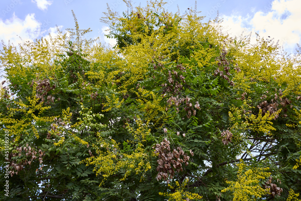 Fototapeta premium Koelreuteria paniculata tree 