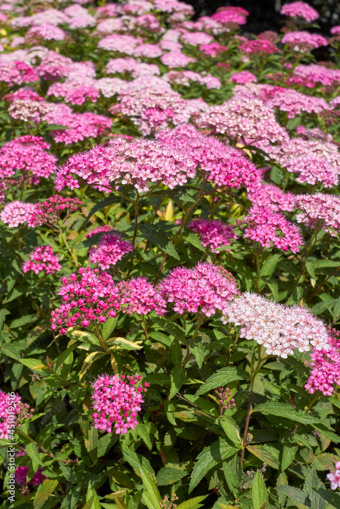 Spiraea bumalda Spiraea bumalda