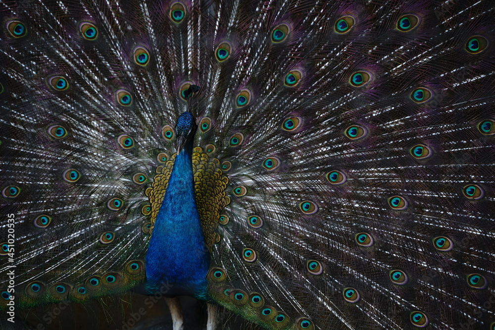Naklejka premium Peacock spread wings for courtship at a zoo in Japan.