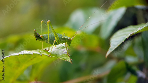 Green common katydid macro