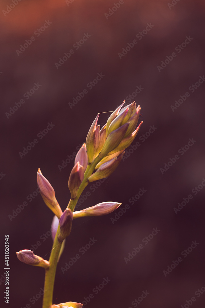 Hosta bloom backlit morning light 