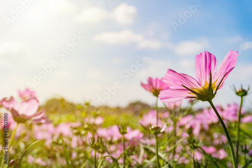 Pink cosmos flowers garden against warm sunlight © pornpun