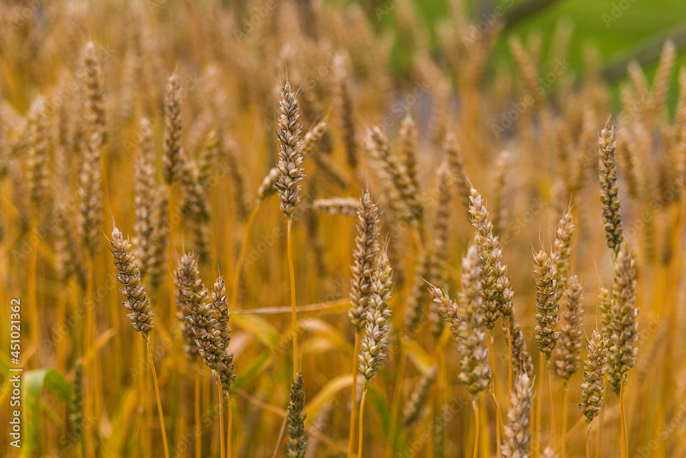 shot of yellow wheat in summer shot of yellow wheat in summer
